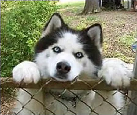 Husky at fence